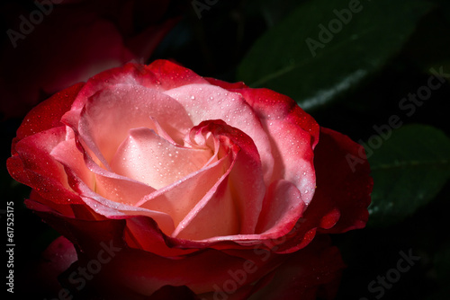 rose sort nostalgia with water droplets on a dark background