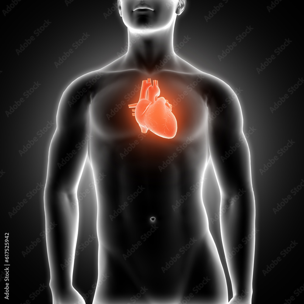 3D render of a medical male figure with heart highlighted