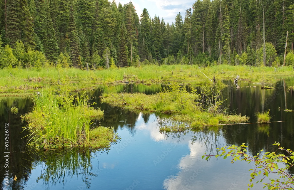 Sky reflected on still forest pond waters, with rows of trees in the background, and an overcast sky. Sky reflected on still forest pond waters, with rows of trees in the background, and an overcast sky.