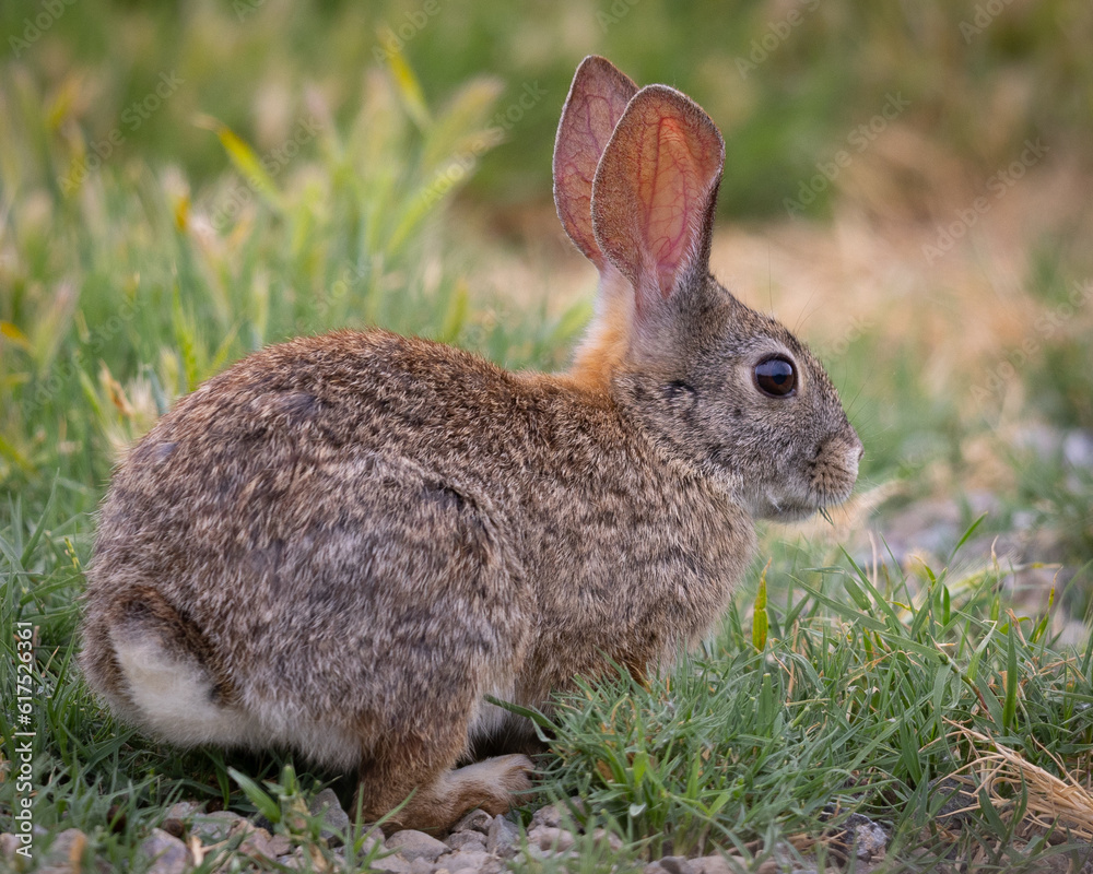 Fototapeta premium Endangered riparian brush rabbit, , seen in the wild in North California
