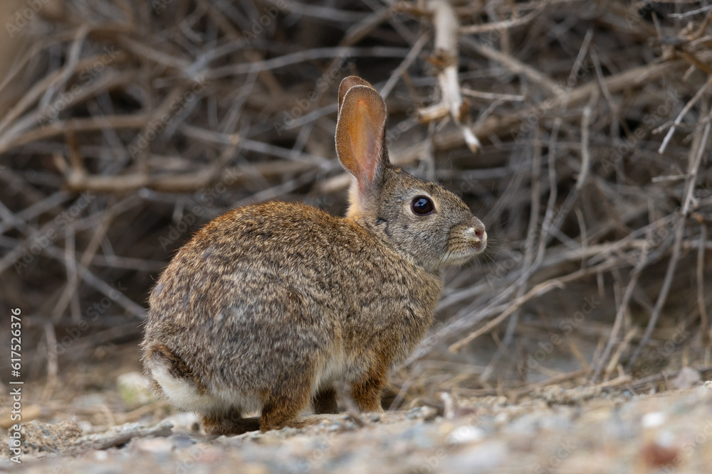 Fototapeta premium Endangered riparian brush rabbit, , seen in the wild in North California