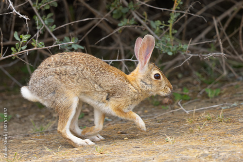Endangered riparian brush rabbit running , seen in the wild in North California