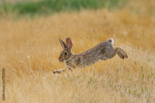 Endangered riparian brush rabbit  running , seen in the wild in North California
