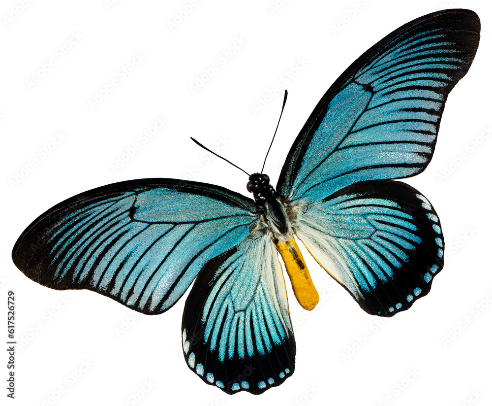Fototapeta premium A blue black butterfly on the white background