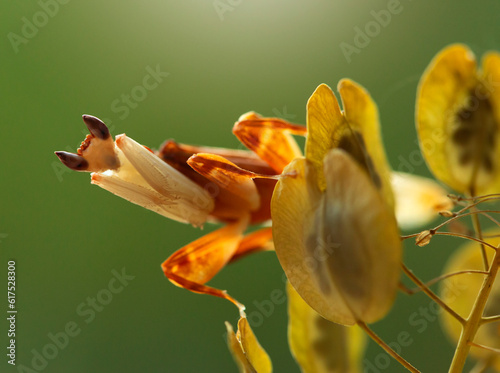 Modliszka storczykowa - Hymenopus coronatus