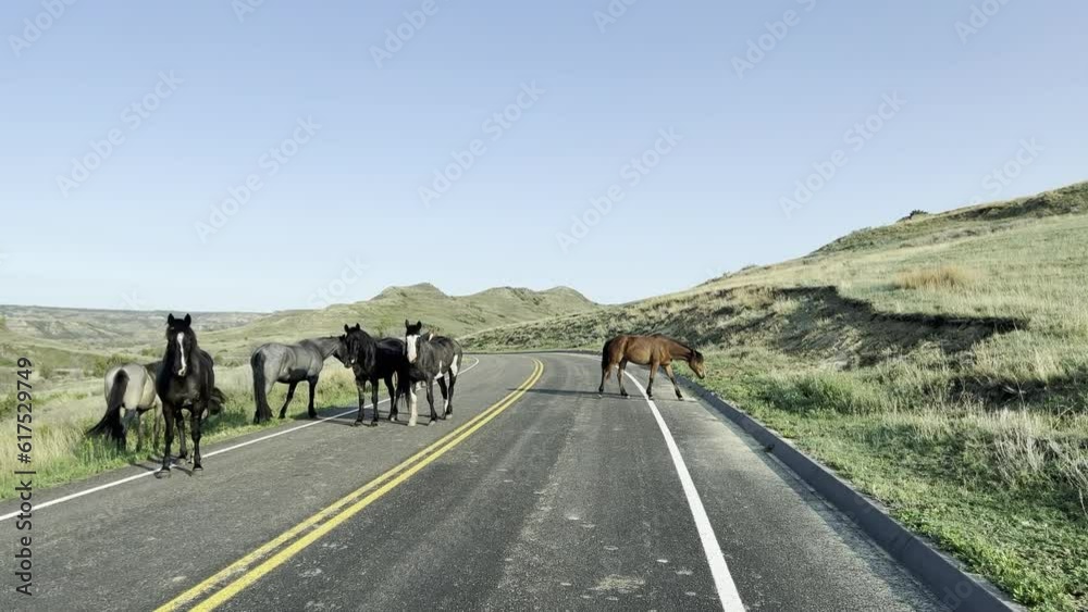 The badlands hills and mountains with horses in Theodore Roosevelt National Park in North Dakota. The badlands hills and mountains with horses in Theodore Roosevelt National Park in North Dakota.