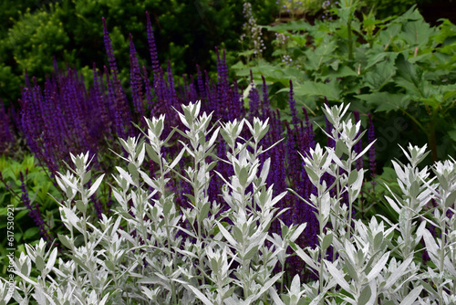 Silver leafed Artemisia ludoviciana, or silver king wormwood in the garden