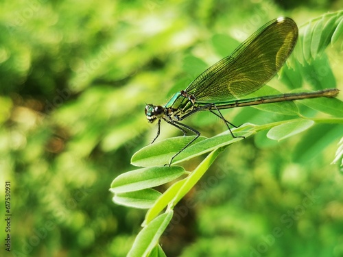 Dragonfly sits on a grass near water 