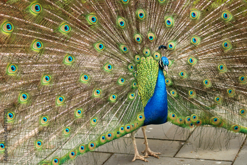 Obraz premium peacock with feathers