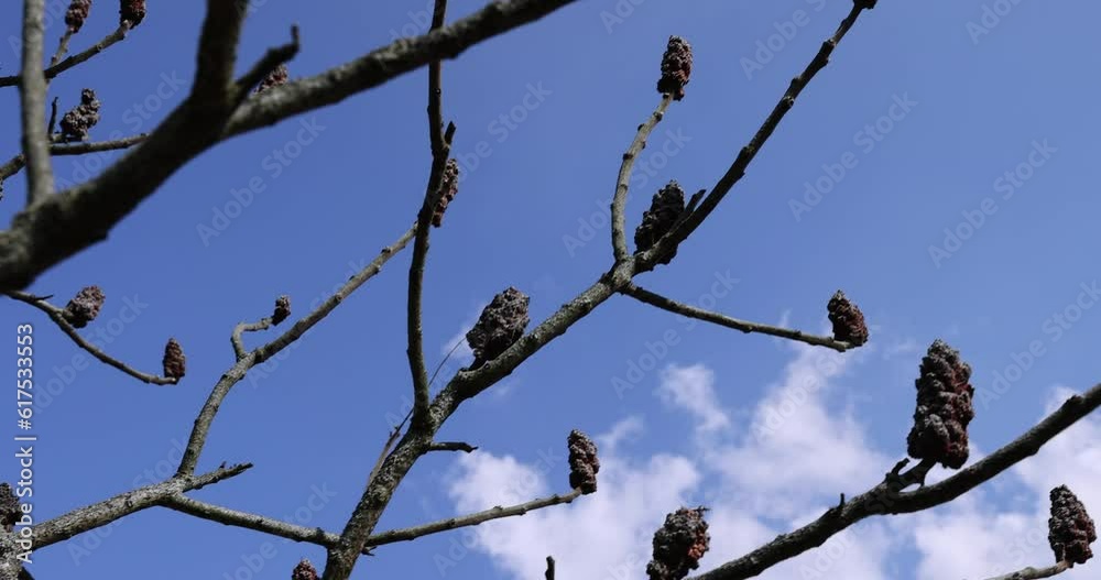 sumac tree in sunny weather in early spring, young sumac without foliage in early spring sumac tree in sunny weather in early spring, young sumac without foliage in early spring