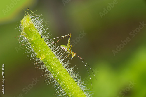 An immature katydid nymph on a grass photo