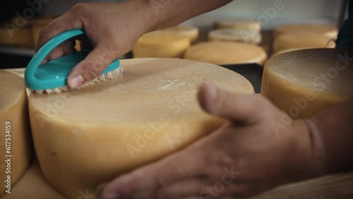 Manufacture of cheese. production of craft cheese. manufacture of cheese. the production of dairy cheese