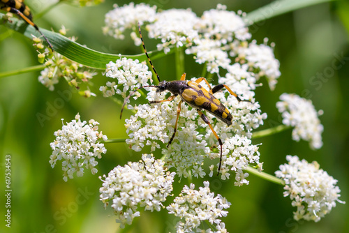Spotted Longhorn (Rutpela maculata) beetle foraging on Umbellate flower in a forest © Wim Verhagen