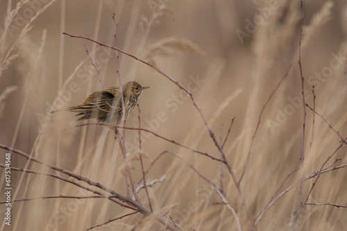 Meadow Pipit (Anthus pratenis) adult resting on a twig in the dunes photo