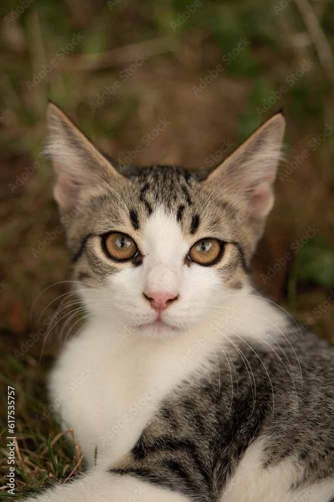 portrait of a cat