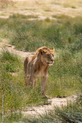 Fototapeta Naklejka Na Ścianę i Meble -  young male lion in savannah in serengeti national park, Tanzania