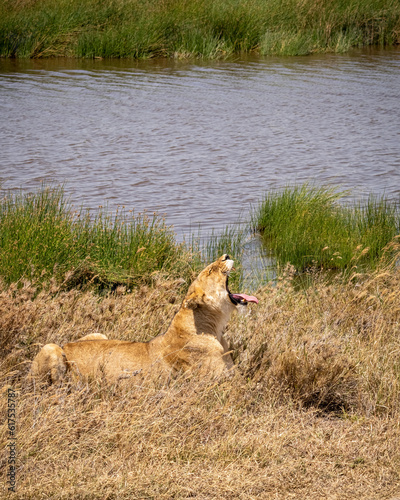 lioness lying on the savannah, serengeti national park. the lioness yawns and opens her mouth wide. © mathilde