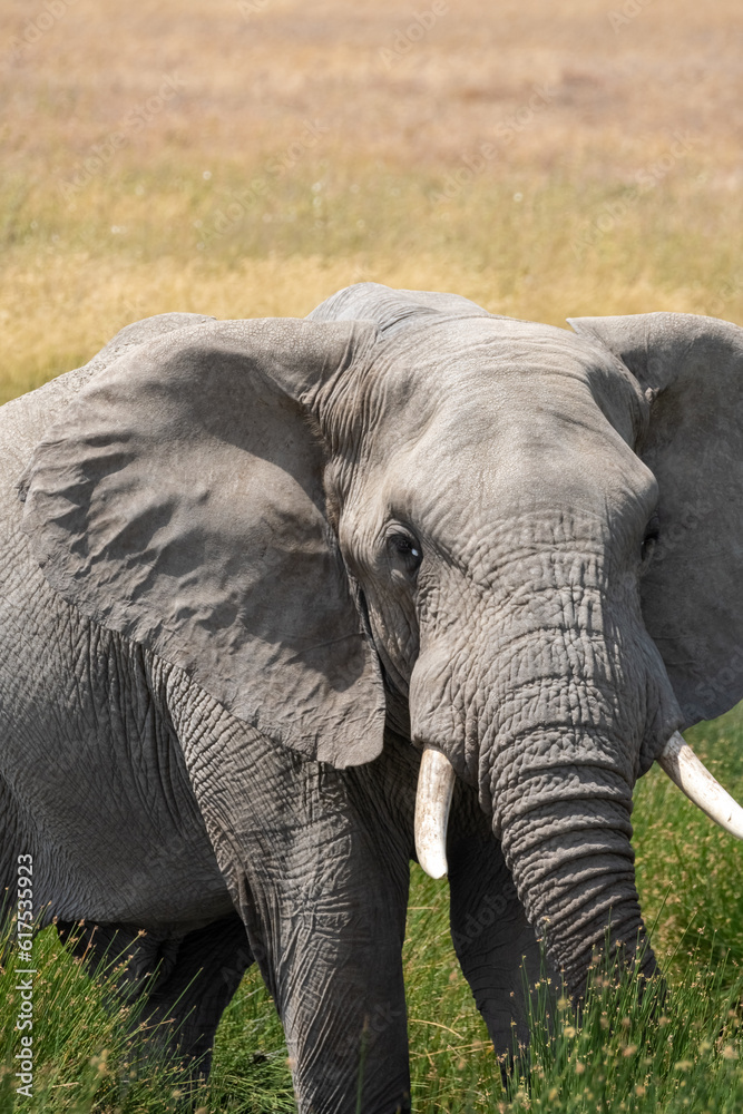 Beautiful view of an African bush elephant in green savannah