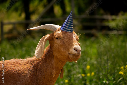 Funny Smiling Nubian Boer Mixed Breed Goat Wearing a Birthday Party Hat in Green Grass Farm Background and Space for Text