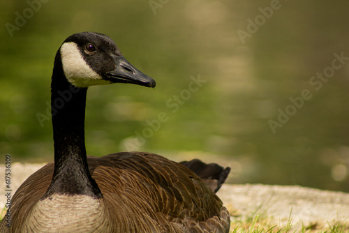 Portrait of a Canada Goose (Branta canadensis) Preening Feathers Beside Manmade Pond in Polson Park, Vernon, BC, Canada photo