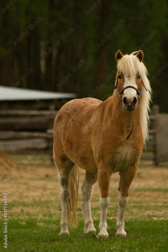 Obraz premium Beautiful Strawberry Roan with Flaxen Mane and Tail Miniature Horse Shetland Pony Mare Standing in Rural Farm Paddock Wearing Halter with Country Background