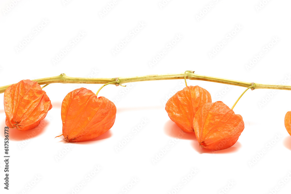 白背景のホオズキ