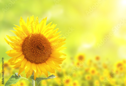 Bright yellow sunflowers on blurred sunny background