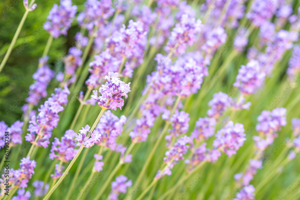 Beautiful lavender flowers field