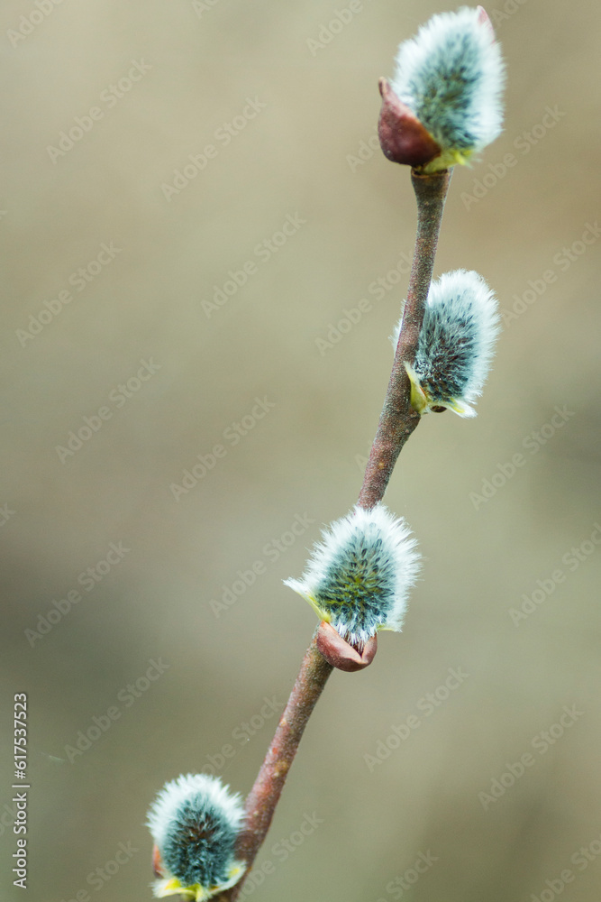 willow branch dissolved in the spring sunny day willow branch dissolved in the spring sunny day