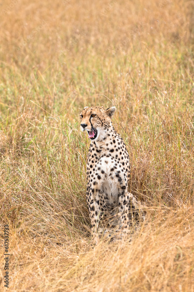 Adult cheetah sits in tall savanna grass of Masai Mara National Reserve, Kenya, East Africa Adult cheetah sits in tall savanna grass of Masai Mara National Reserve, Kenya, East Africa