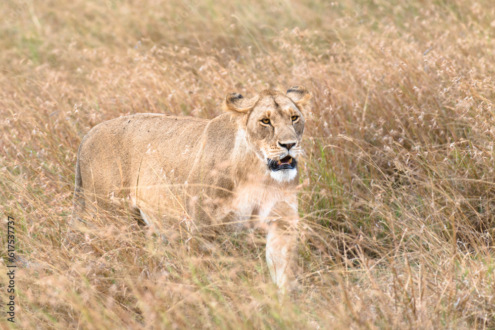African lioness walk through tall grass , Kenya African lioness walk through tall grass , Kenya