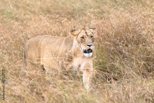 African lioness walk through tall grass   Kenya