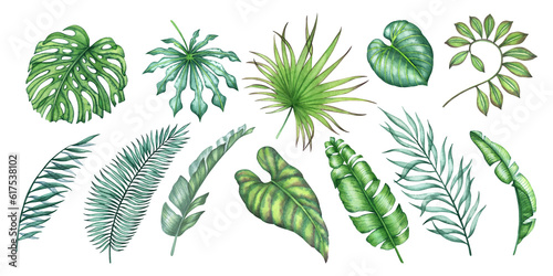 set of watercolor illustration with transparent tropical leaves 