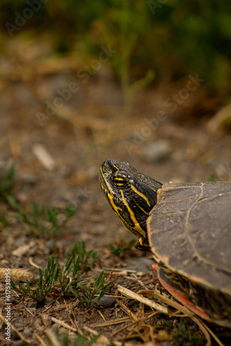 Closeup of Western Painted Turtle (Chrysemys picta) with Brown Dirt Road Background and Space for Text in Falkland, BC, Canada photo