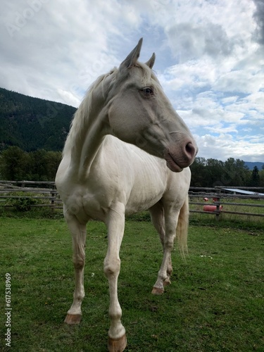 Senior Cremello Coat Colored White Horse Mare with Rural Farm Background © Rebecca Young