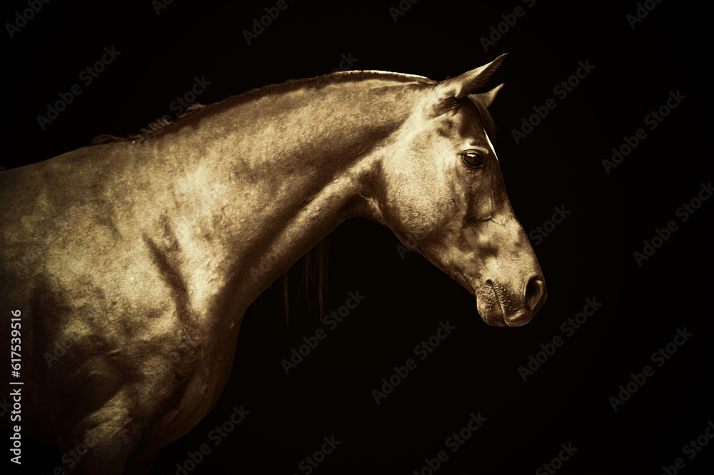 Arabian gold horse head portrait on black background