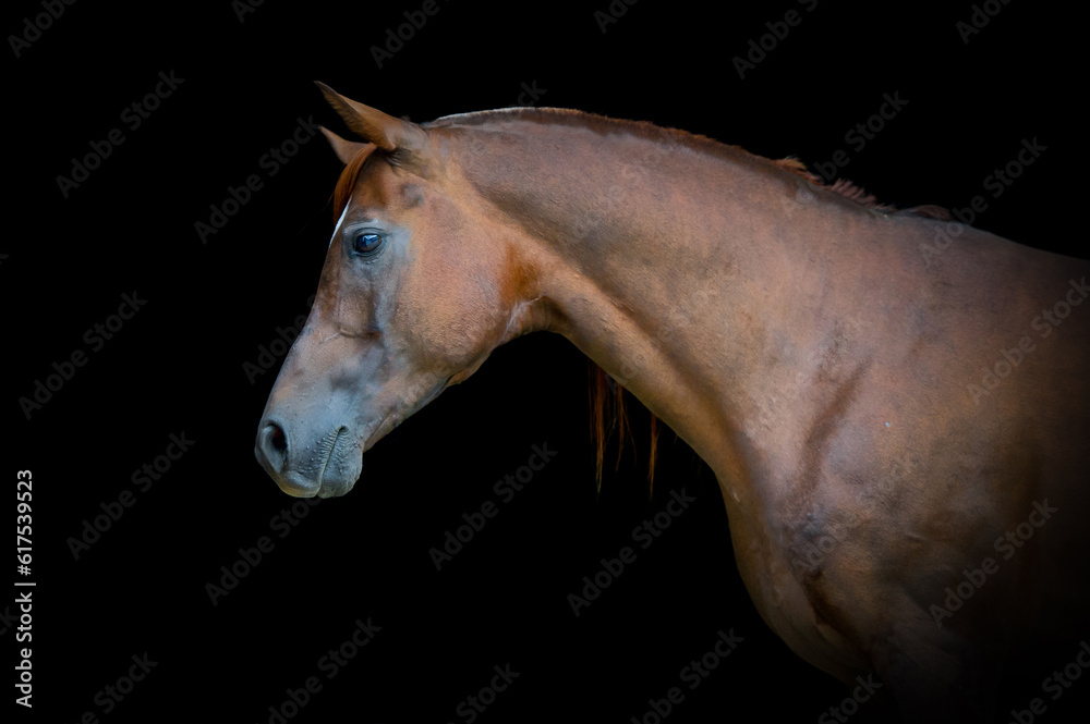 Obraz premium Arabian bay horse head portrait on black background