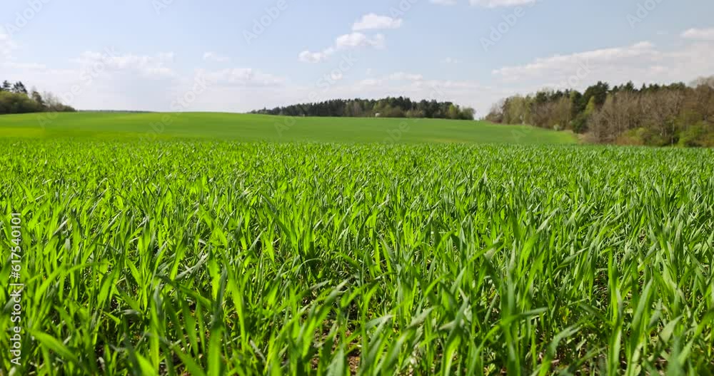 agricultural field with green wheat in the spring season, green young wheat in the spring season in sunny weather agricultural field with green wheat in the spring season, green young wheat in the spring season in sunny weather
