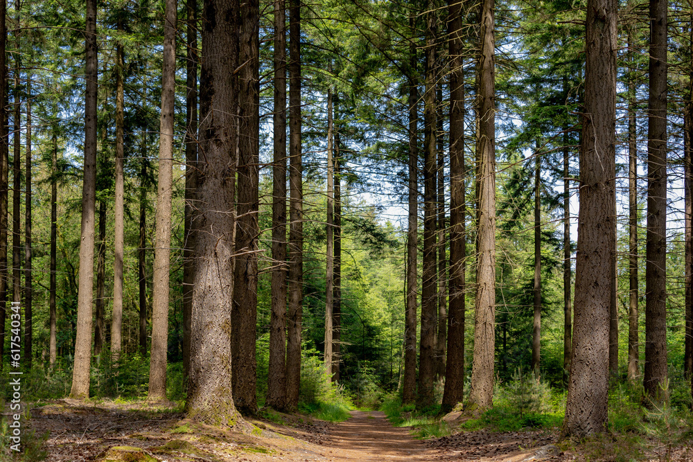 Spring landscape with pine trees trunk in the forest with green grass, A pine is any conifer in the genus Pinus of the family Pinaceae, Pinus is the sole genus in the subfamily Pinoideae, Netherlands. Spring landscape with pine trees trunk in the forest with green grass, A pine is any conifer in the genus Pinus of the family Pinaceae, Pinus is the sole genus in the subfamily Pinoideae, Netherlands.
