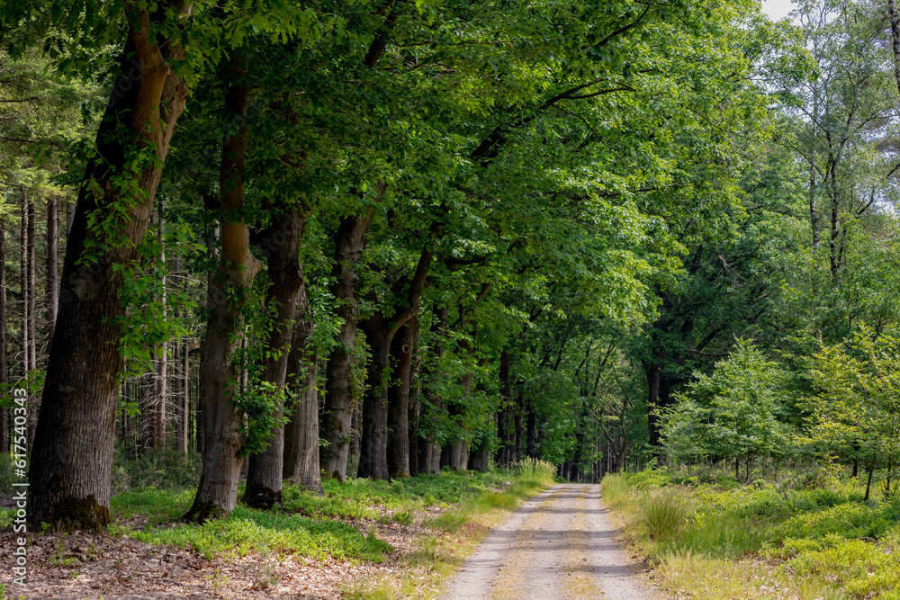 Gravel nature path through the trees along the side, The Pieterpad is a long distance walking route in the Netherlands, The trail runs from northern part of Groningen to end just south of Maastricht. Gravel nature path through the trees along the side, The Pieterpad is a long distance walking route in the Netherlands, The trail runs from northern part of Groningen to end just south of Maastricht.