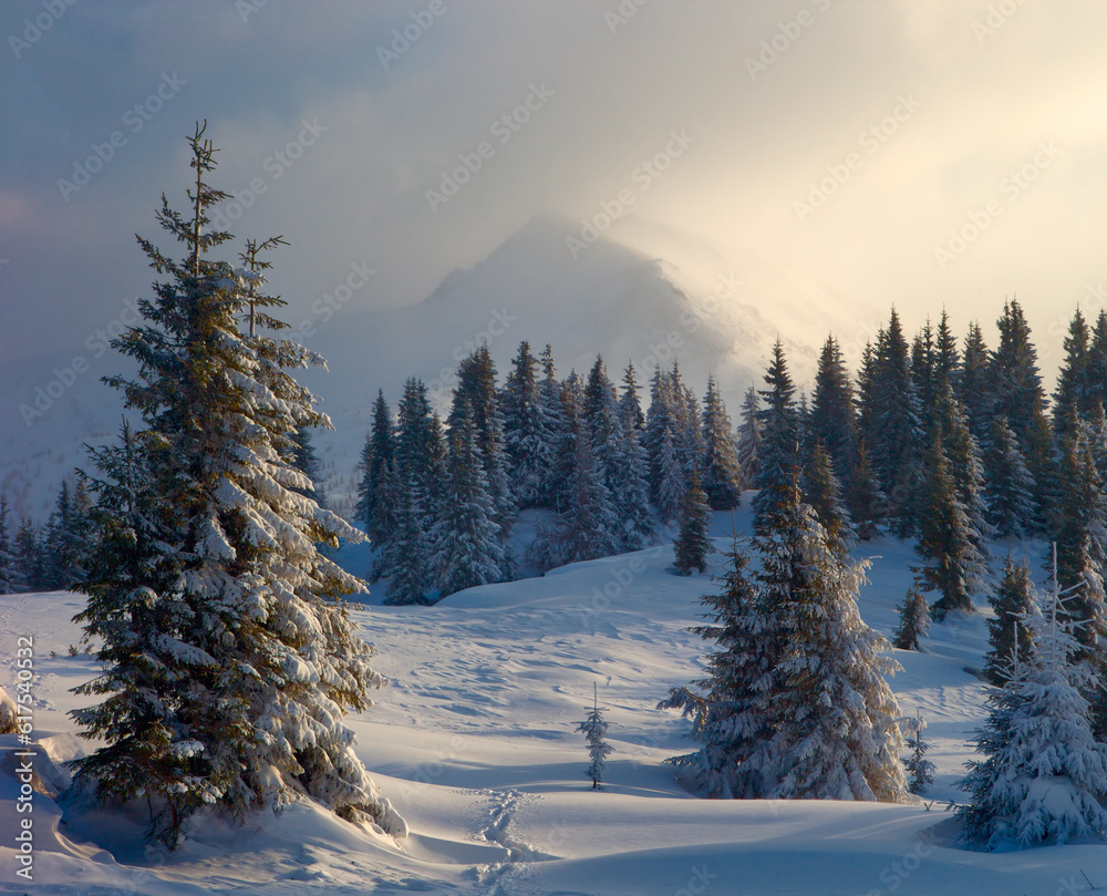 Fototapeta premium Carpathian mountains in winter, sunrise and sunset, trees covered with white snow, dramatic sky