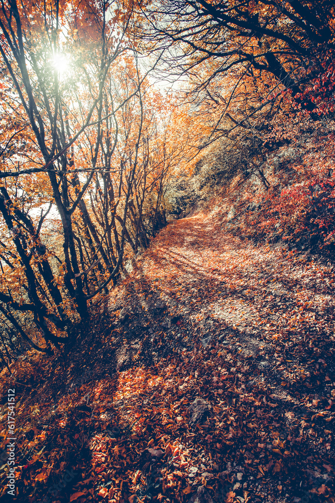 Obraz premium Majestic colorful forest