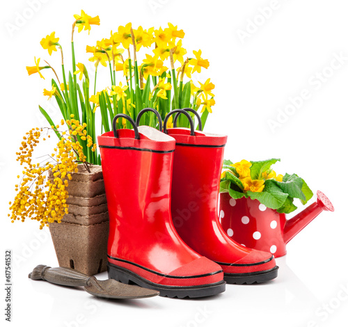 Spring flowers narcissus in basket with branch mimosa red boots and gardening tools for garden work, isolated on white background