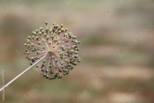 Allium is a genus of monocotyledonous flowering plants with hundreds of species. 