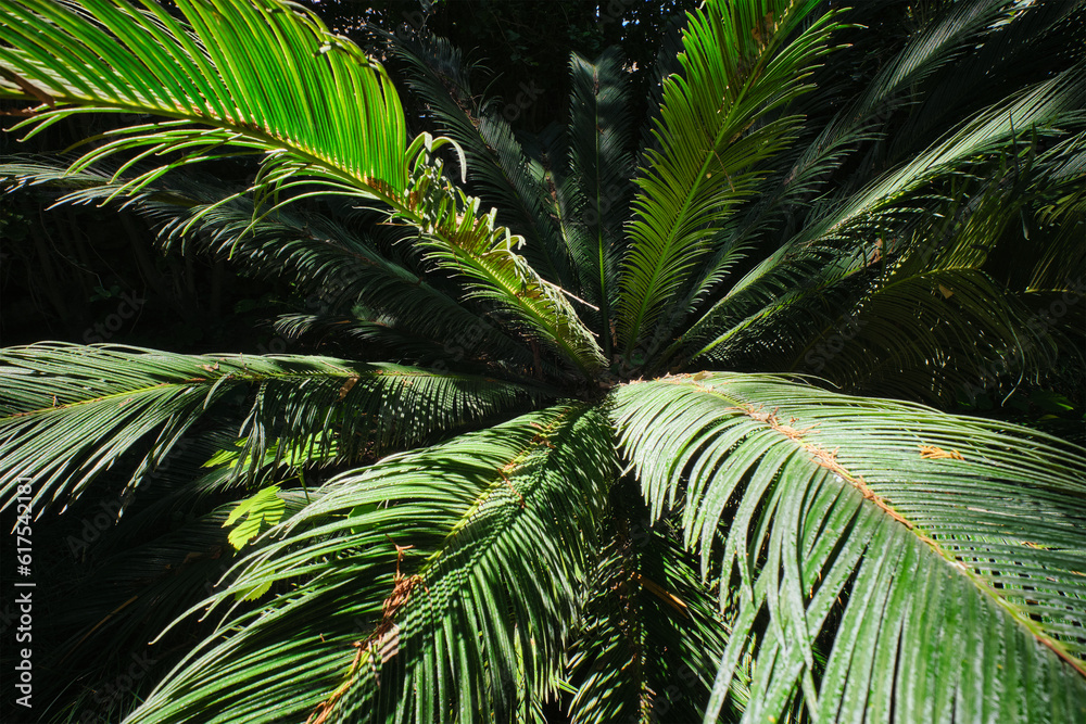 Fototapeta premium Fern palm sago palm Cycas revoluta leaves close up shot in sun. Cycas or cycad palm leaves green pattern, abstract topical background. Japanese Sago palm Cycas revoluta gymnosperm plant
