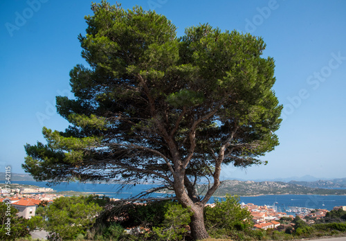 Pino d'Aleppo (Pinus halepensis)
