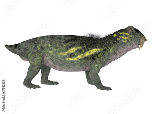 Lystrosaurus was a dicynodont therapsid dinosaur that lived in the Permian and Triassic Periods of Antarctica  India  Africa  China  Mongolia and Russia.