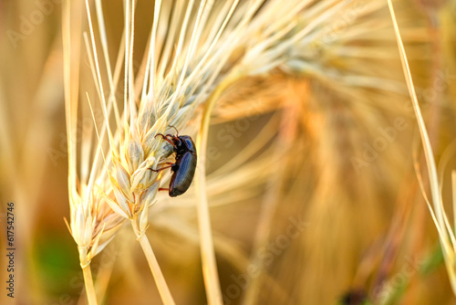 Alphitobius diaperinus beetle insect on the grain while eating. Grain mold beetle on, lesser mealworm beetle a barley field in summer