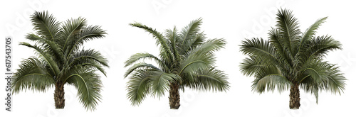 Beccariophoenix alfredii palm tree on transparent background  png plant  3d render illustration.
