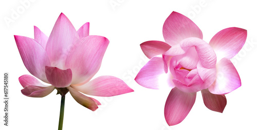 Pink lotus flower on transparent background.